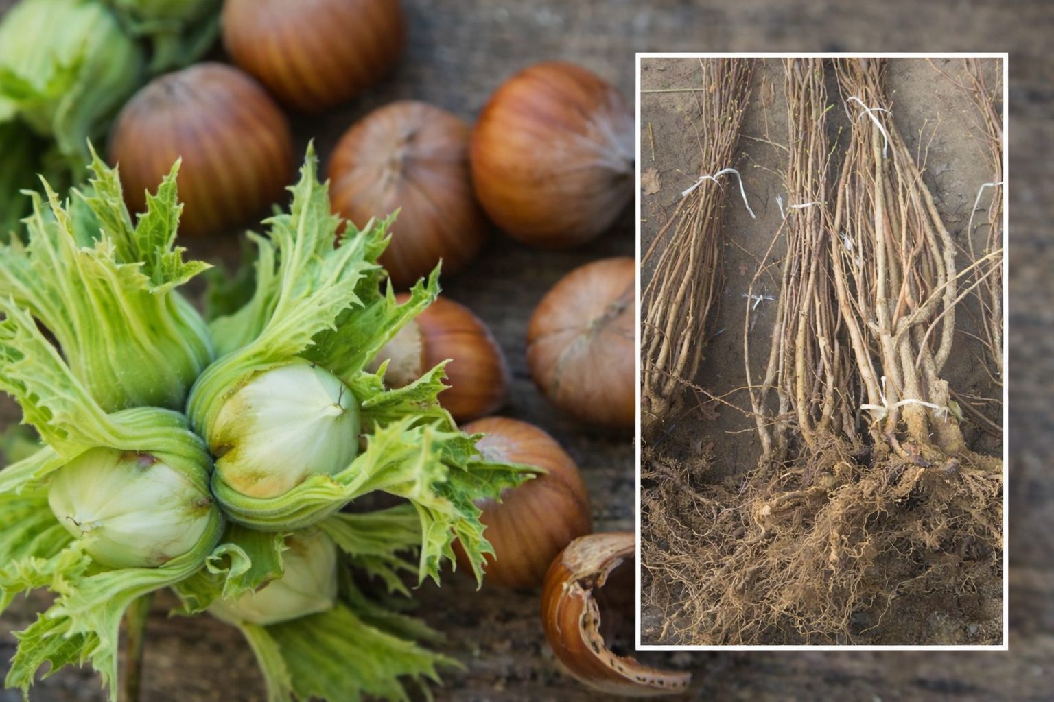 Sadnice žbunastog lešnika sorte Enis – dvogodišnje sadnice sa golim korenom i plod