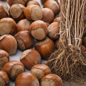 Sadnice žbunastog lešnika Tonda di Giffoni – dvogodišnje sadnice sa golim korenom i plod