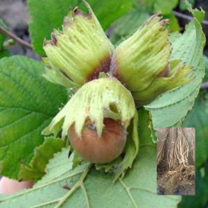 Sadnice žbunastog lešnika San Giovanni – dvogodišnja sadnica sa golim korenom i plod