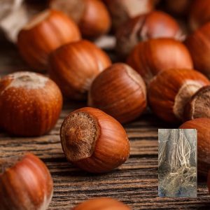 Sadnice žbunastog lešnika Tonda Gentile delle langhe– dvogodišnje sadnice sa golim korenom i plod