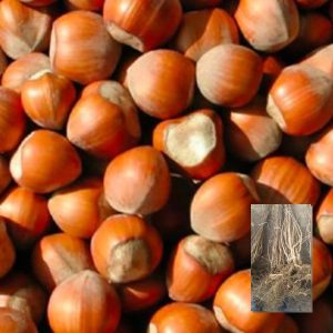 Sadnice žbunastog lešnika Tonda Gentile Romana – dvogodišnje sadnice sa golim korenom i plod