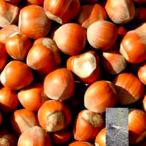 kalemljeni lešnik tonda gentile delle langhe – plod sorte i dvogodišnje kalemljene sadnice sa golim korenom