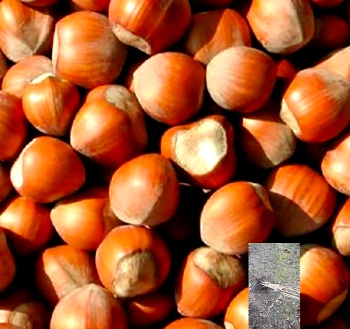 kalemljeni lešnik tonda gentile delle langhe – plod sorte i dvogodišnje kalemljene sadnice sa golim korenom