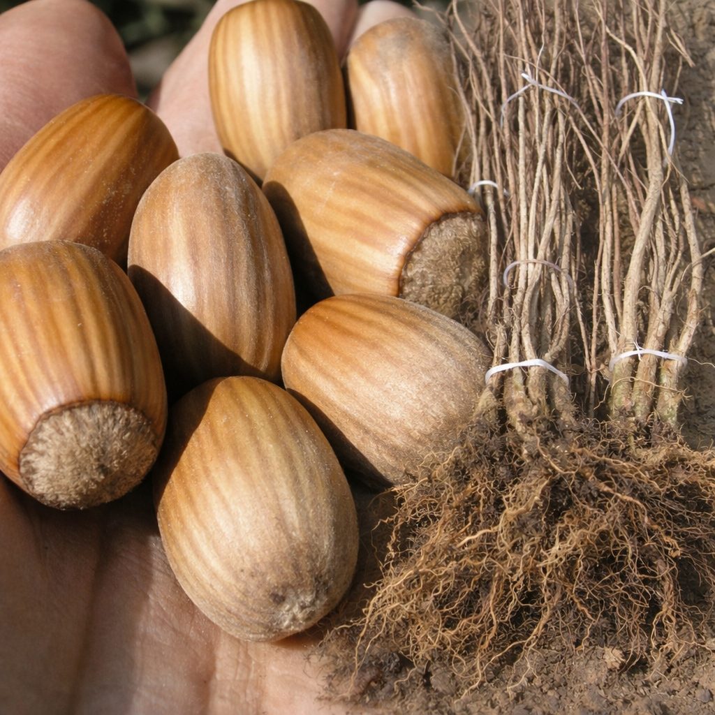 Sadnice žbunastog lešnika Cosford – dvogodišnje sadnice sa golim korenom i krupan izdužen plod sorte