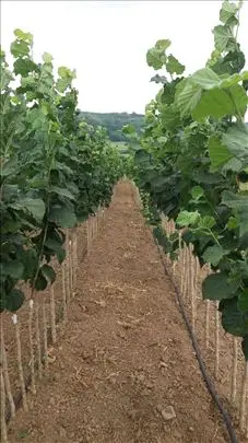 Nega lešnika prve godine nakon sadnje