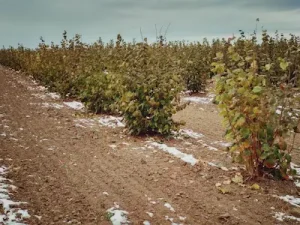 Žbunasti lešnik sadnice – Rasadnik Delux